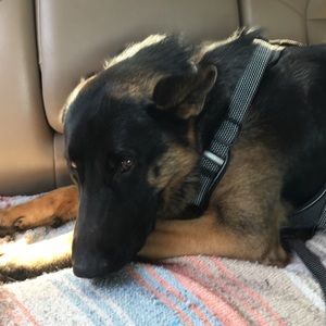 Meet your Posher, Madison